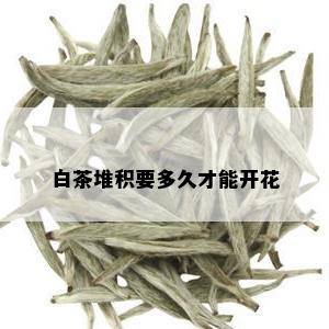 白茶堆积要多久才能开花