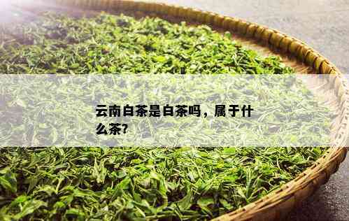 云南白茶是白茶吗，属于什么茶？