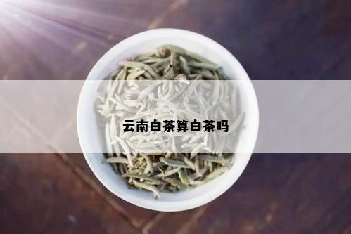 云南白茶算白茶吗