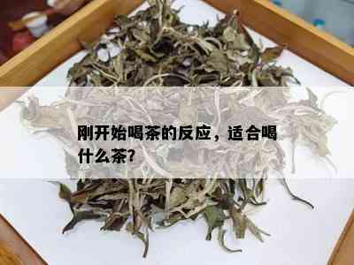 刚开始喝茶的反应，适合喝什么茶？