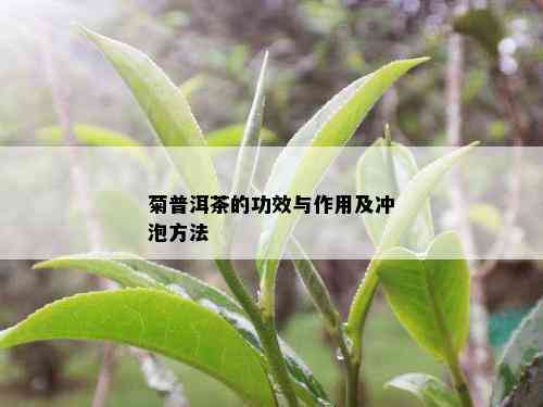 菊普洱茶的功效与作用及冲泡方法