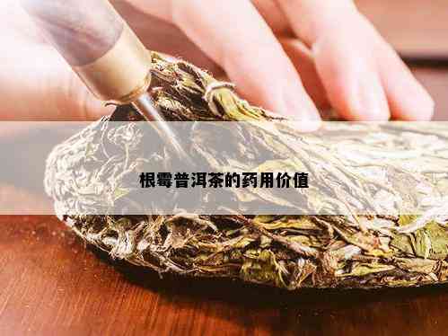 根霉普洱茶的用价值