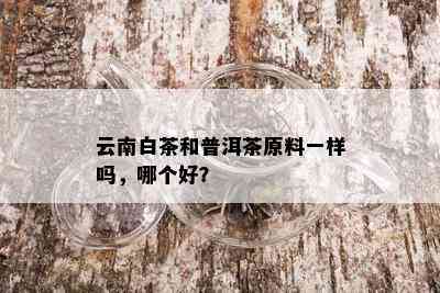 云南白茶和普洱茶原料一样吗，哪个好？