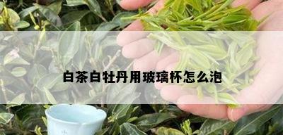 白茶白牡丹用玻璃杯怎么泡