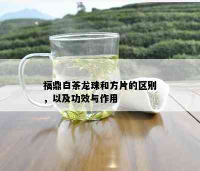 福鼎白茶龙珠和方片的区别，以及功效与作用