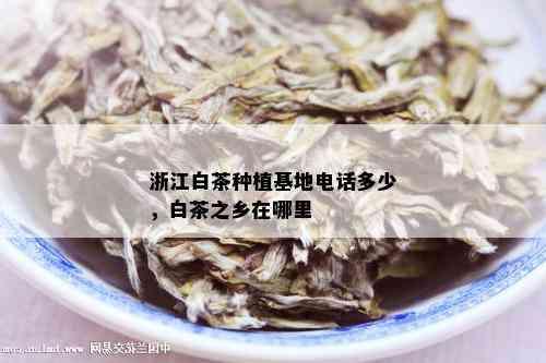 浙江白茶种植基地电话多少，白茶之乡在哪里