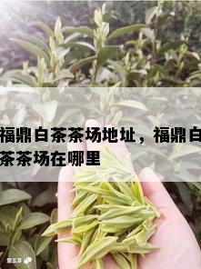 福鼎白茶茶场地址，福鼎白茶茶场在哪里