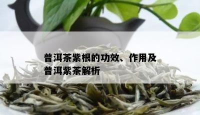 普洱茶紫根的功效、作用及普洱紫茶解析