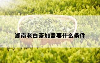 湖南老白茶加盟要什么条件