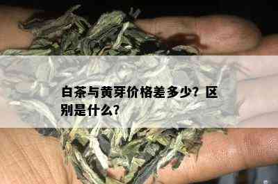 白茶与黄芽价格差多少？区别是什么？