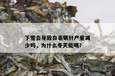 下雪会导致白毫银针产量减少吗，为什么冬天能喝？