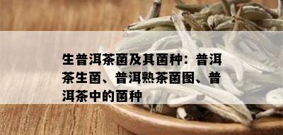 生普洱茶菌及其菌种：普洱茶生菌、普洱熟茶菌图、普洱茶中的菌种