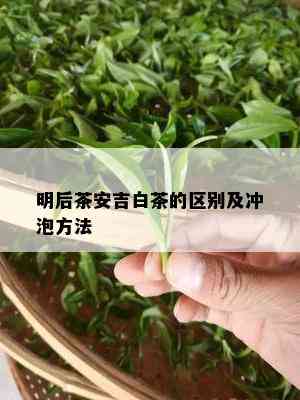 明后茶安吉白茶的区别及冲泡方法