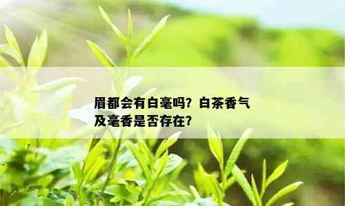 眉都会有白毫吗？白茶香气及毫香是否存在？