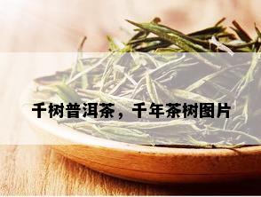 千树普洱茶，千年茶树图片