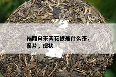 福鼎白茶天花板是什么茶，图片，现状