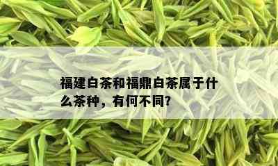 福建白茶和福鼎白茶属于什么茶种，有何不同？