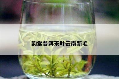 韵堂普洱茶叶云南新毛