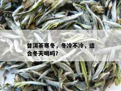 普洱茶寒冬，冬冷不冷，适合冬天喝吗？