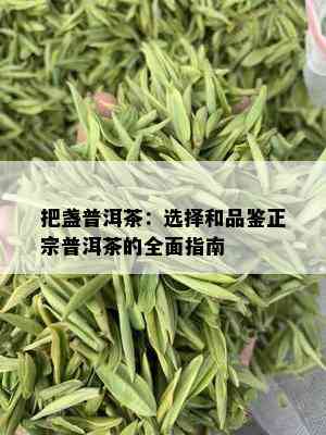 把盏普洱茶：选择和品鉴正宗普洱茶的全面指南