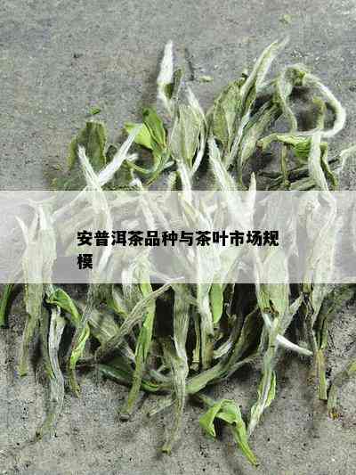 安普洱茶品种与茶叶市场规模