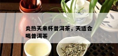 炎热天来杯普洱茶，天适合喝普洱茶