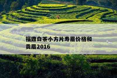 福鼎白茶小方片寿眉价格和贡眉2016