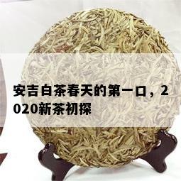 安吉白茶春天的之一口，2020新茶初探