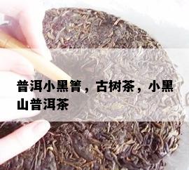 普洱小黑箐，古树茶，小黑山普洱茶