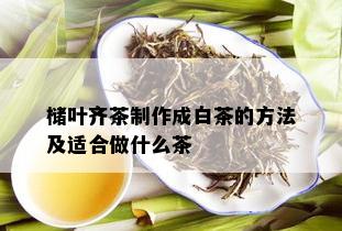 槠叶齐茶制作成白茶的方法及适合做什么茶