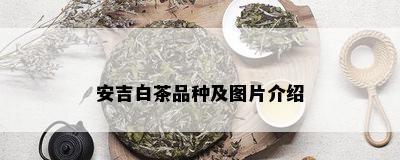 安吉白茶品种及图片介绍