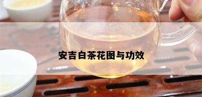 安吉白茶花图与功效