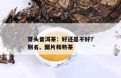 芽头普洱茶：好还是不好？别名、图片和熟茶