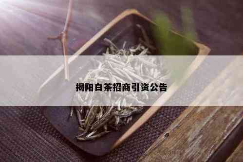 揭阳白茶招商引资公告