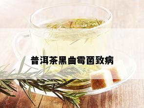 普洱茶黑曲霉菌致病