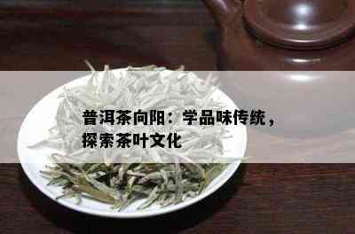 普洱茶向阳：学品味传统，探索茶叶文化