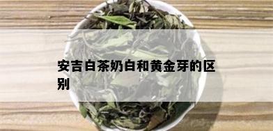 安吉白茶奶白和黄金芽的区别