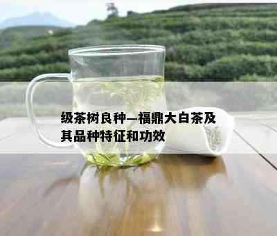 级茶树良种—福鼎大白茶及其品种特征和功效