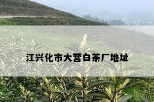 江兴化市大营白茶厂地址