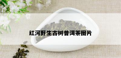 红河野生古树普洱茶图片