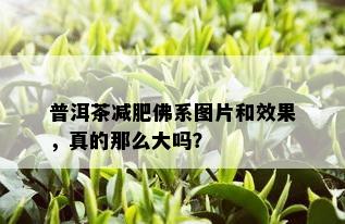 普洱茶减肥佛系图片和效果，真的那么大吗？