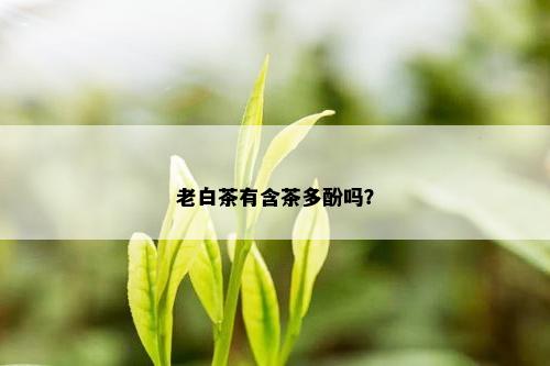 老白茶有含茶多酚吗？