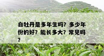 白牡丹是多年生吗？多少年份的好？能长多大？常见吗？