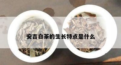 安吉白茶的生长特点是什么