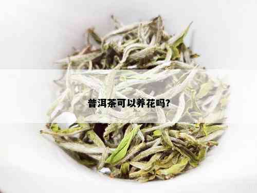 普洱茶可以养花吗？