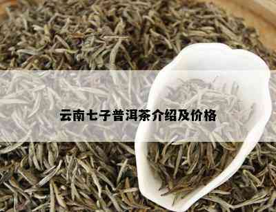 云南七子普洱茶介绍及价格