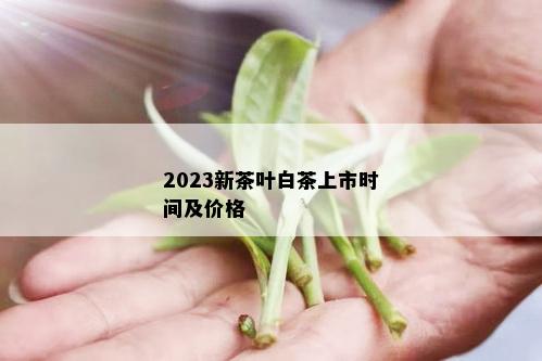 2023新茶叶白茶上市时间及价格