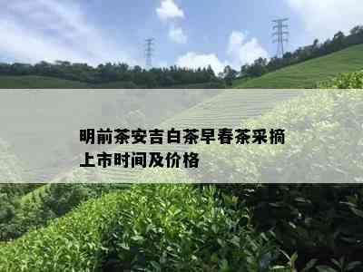 明前茶安吉白茶早春茶采摘上市时间及价格