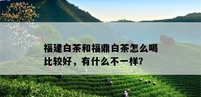 福建白茶和福鼎白茶怎么喝比较好，有什么不一样？