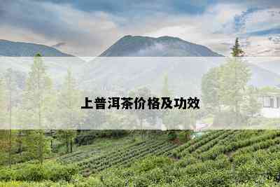 上普洱茶价格及功效